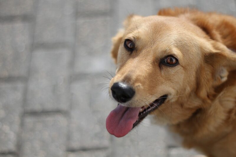 Pets and Their Peculiar Behaviors: Understanding Your Furry Friends Pets and Their Peculiar Behaviors: Understanding Your Furry Friends