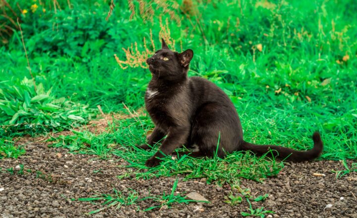 The History of Superstitions and Why We Still Believe in Them Today