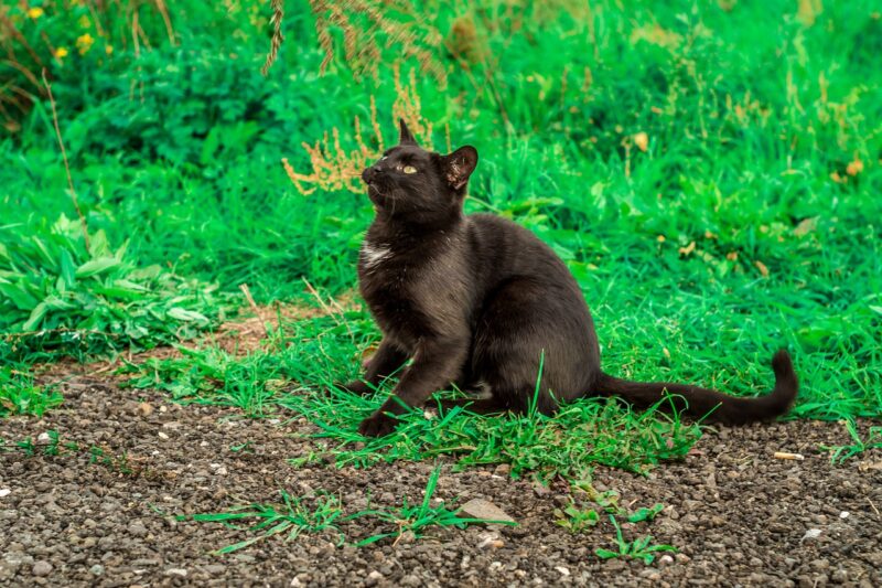 The History of Superstitions and Why We Still Believe in Them Today The History of Superstitions and Why We Still Believe in Them Today