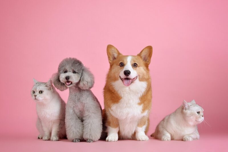 The Intriguing World of Animal Behavior: What Your Pets Are Trying to Tell You