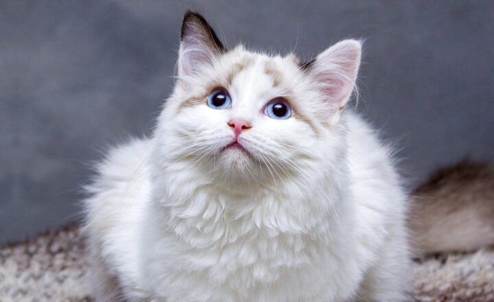 Paws and Claws: The Heartwarming Stories of Pets That Changed Our Lives