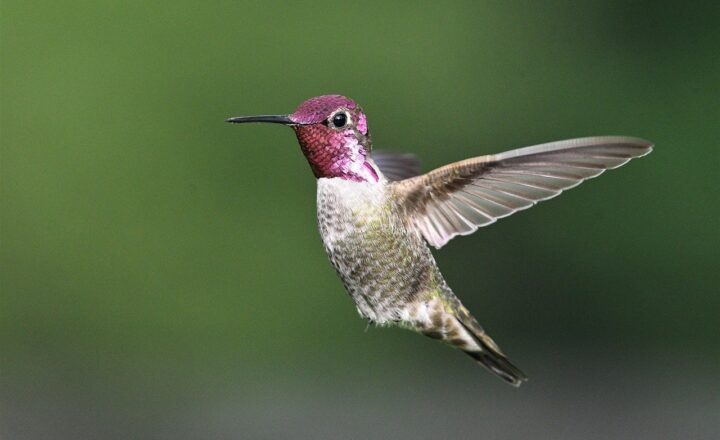 Unlocking the Mysteries of Wildlife: Fascinating Facts You Didn’t Know