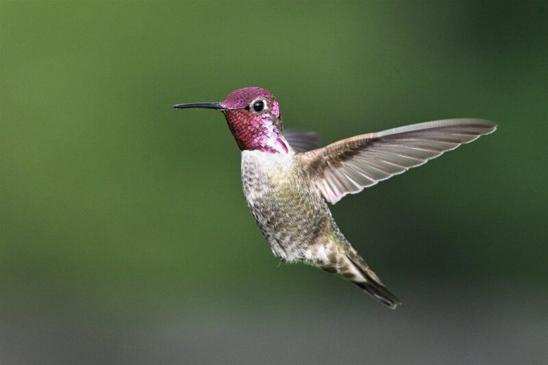 Unlocking the Mysteries of Wildlife: Fascinating Facts You Didn’t Know Unlocking the Mysteries of Wildlife: Fascinating Facts You Didn’t Know