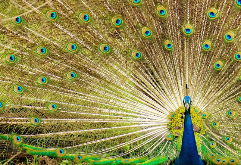 Unraveling the Mystery: Interesting Facts You Never Knew About Your Favorite Animals Unraveling the Mystery: Interesting Facts You Never Knew About Your Favorite Animals