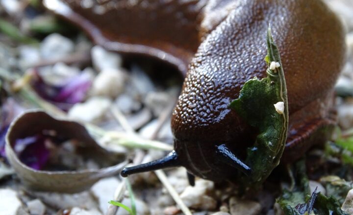 10 Surprising Facts About Animals You Never Knew You Needed