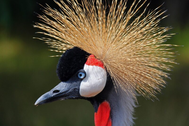 Wonders of Wildlife: Meet the Endangered Species That Need Our Help Wonders of Wildlife: Meet the Endangered Species That Need Our Help