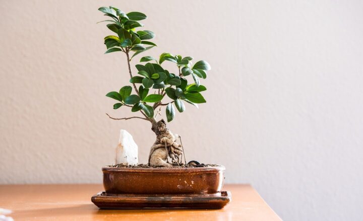 Sustainable Living: Practical Tips for an Eco-Friendly Lifestyle