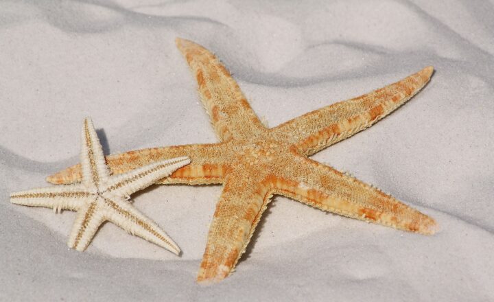 Pets of the Podium: The Most Famous Animal Stars in Film and TV