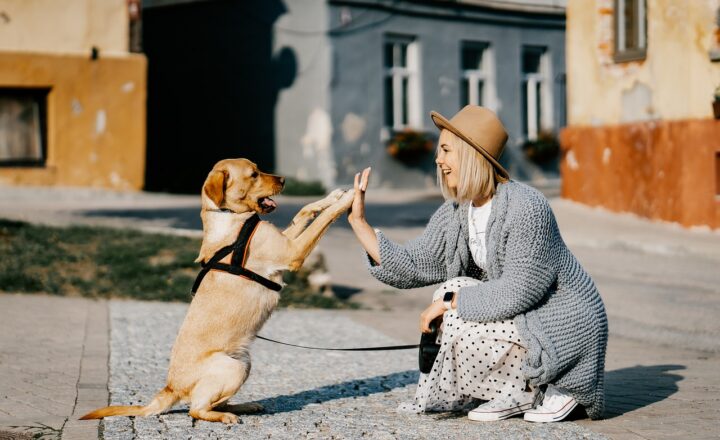 The Unbreakable Bond: Why Pets Make the Best Companions