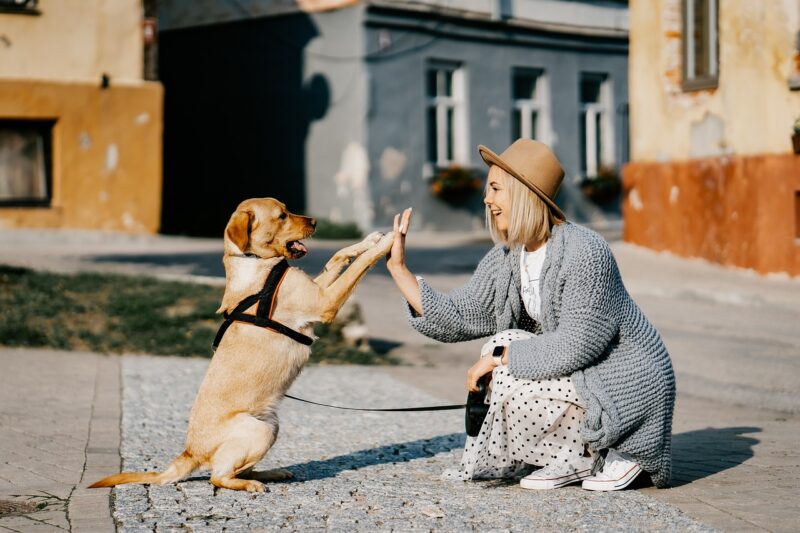 The Unbreakable Bond: Why Pets Make the Best Companions