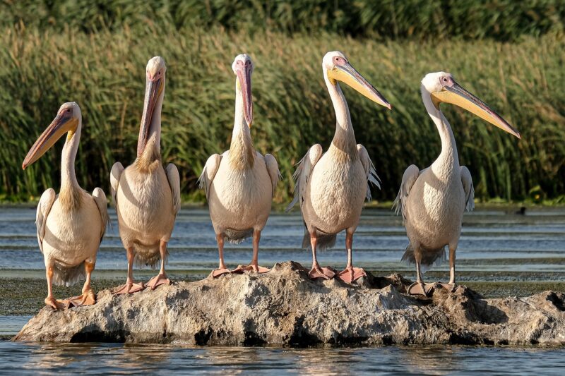 How Wildlife Conservation Can Change Our Relationship with Nature How Wildlife Conservation Can Change Our Relationship with Nature