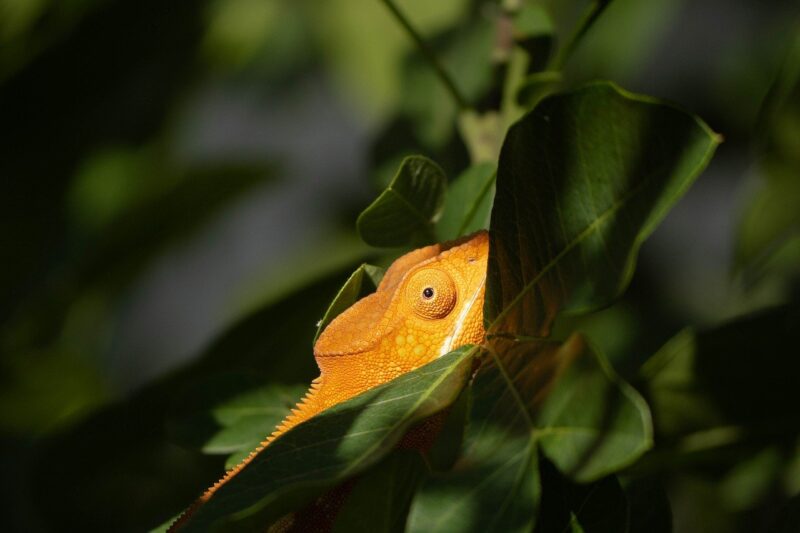 Wildlife Wonders: 15 Unbelievable Animal Facts That Will Shock You Wildlife Wonders: 15 Unbelievable Animal Facts That Will Shock You