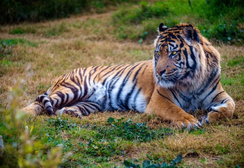 The Wild Side of Life: Protecting Our Endangered Species