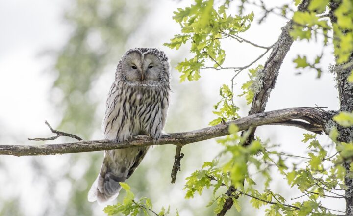 What Nature Teaches Us About Real-Life ‘Zombie’ Behaviors in Animals