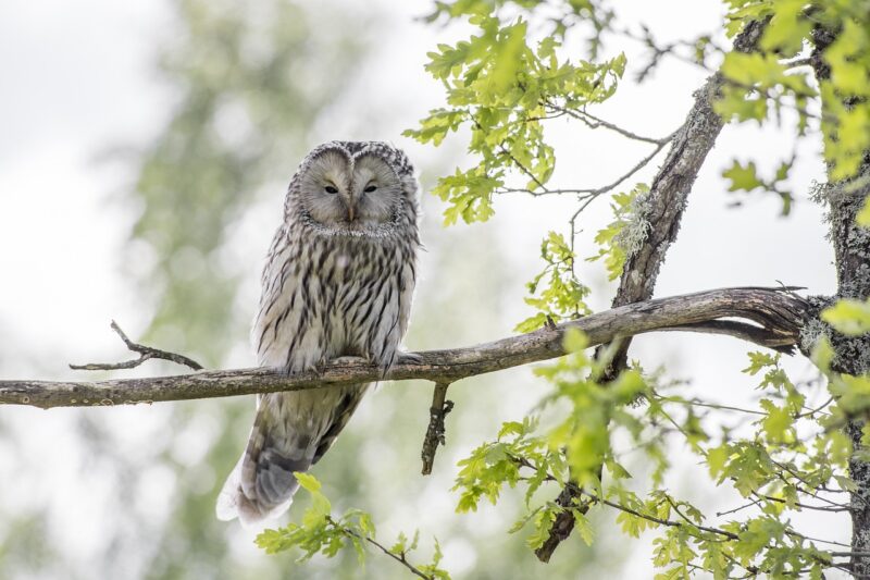 What Nature Teaches Us About Real-Life ‘Zombie’ Behaviors in Animals