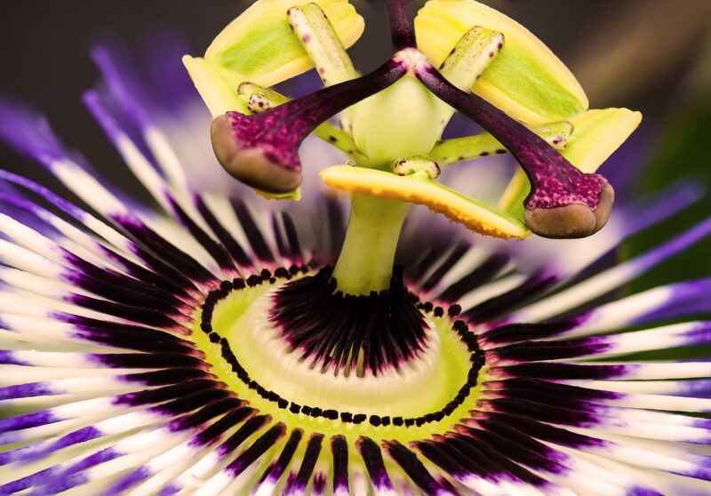 Raise a Glass: The Most Unique and Exotic Drinks Around the World Raise a Glass: The Most Unique and Exotic Drinks Around the World