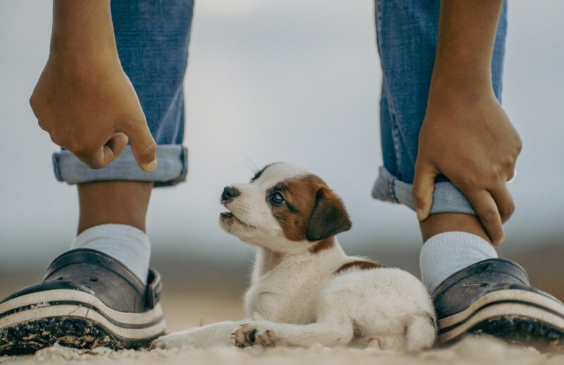 Outside the Box: Unconventional Pet Care Tips That Every Animal Lover Should Try