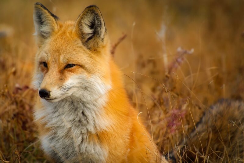 When Animals Attack: The Most Shocking Wildlife Encounters Ever Recorded When Animals Attack: The Most Shocking Wildlife Encounters Ever Recorded