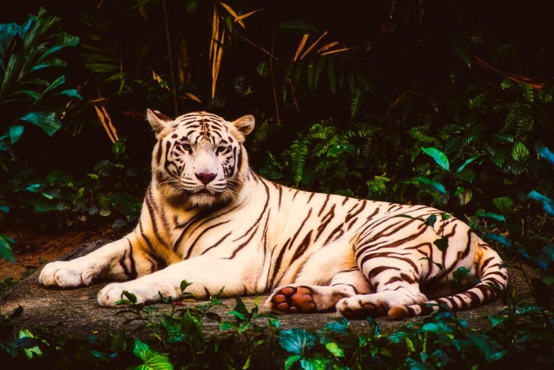 Wildlife Wonders: The Most Breathtaking Creatures You’ve Never Seen Wildlife Wonders: The Most Breathtaking Creatures You’ve Never Seen