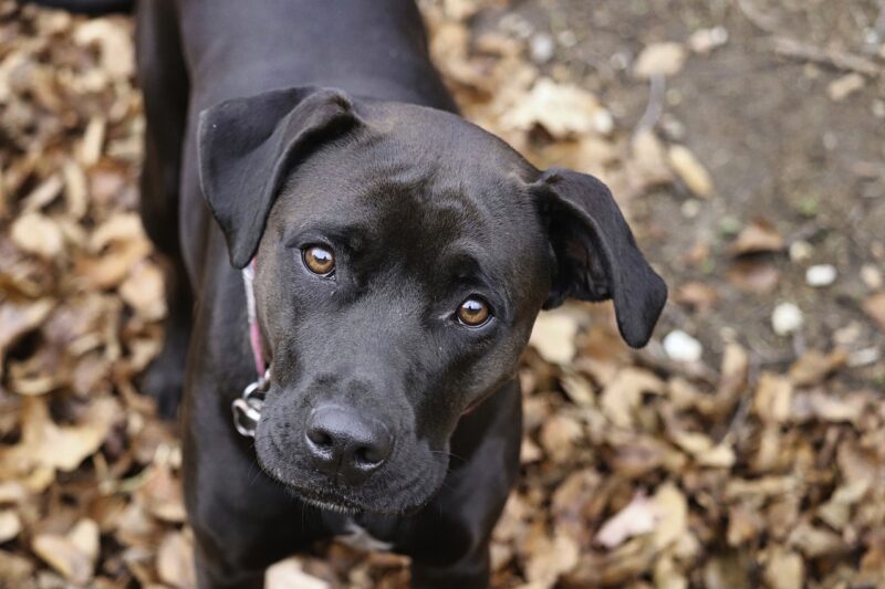 Pets on Instagram: How Social Media Changed the Pet Industry Pets on Instagram: How Social Media Changed the Pet Industry