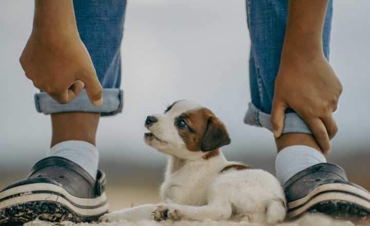 Pets and Their Superpowers: The Science Behind Animal Intelligence