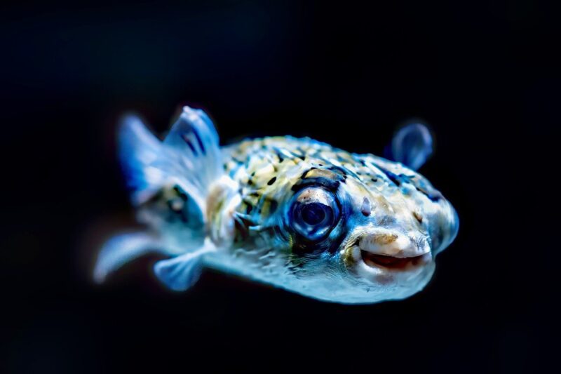 Unusual Pet Choices: Why People Are Turning to Exotic Animals