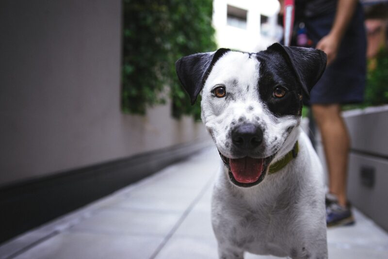 Furry Companions: The Emotional Benefits of Owning a Pet Furry Companions: The Emotional Benefits of Owning a Pet
