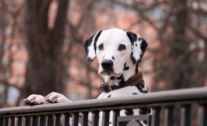 Tails of Adventure: Exploring the Most Loyal Pets in History