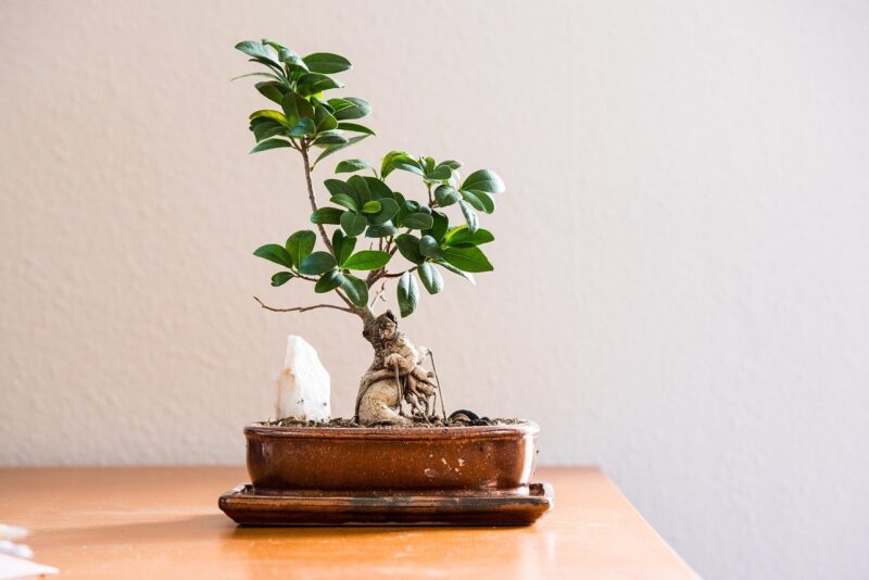 Going Green: Practical Tips for Sustainable Living in a Consumer-Driven World