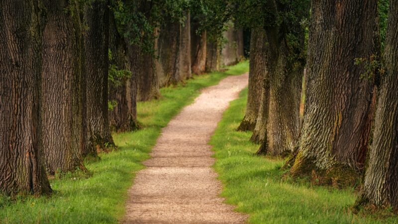Financial Freedom: Essential Tips for Navigating Your Path to Wealth