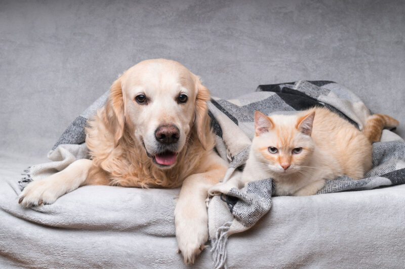 How to Care for a Senior Pet: Tips for Keeping Them Healthy and Happy